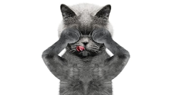 La castración de los felinos,