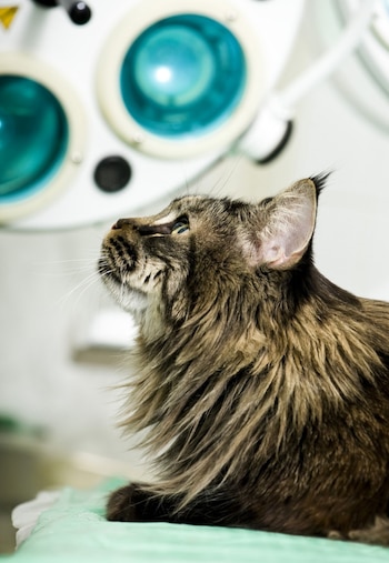 La castración evita además la