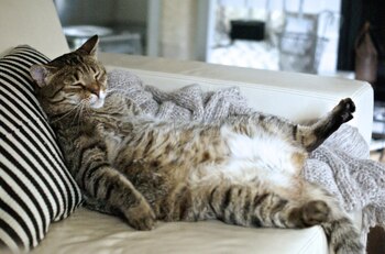 No cambiar los hábitos alimenticios