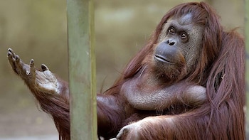 La orangutana Sandra