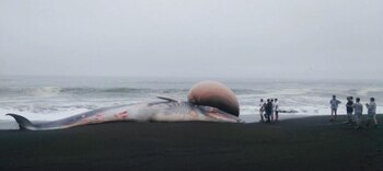 El especialista en mamíferos marinos