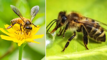 Abeja y zángano: la hembra