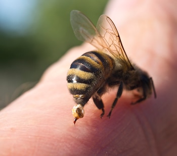 Cuando la abeja pica la