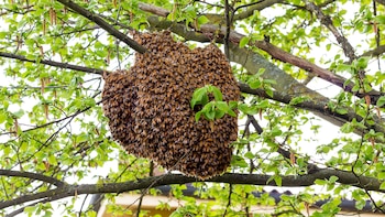 La finalidad de la abeja
