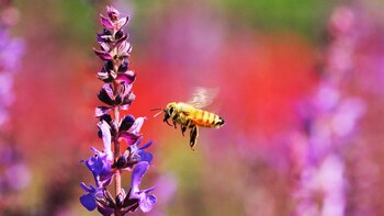 “La finalidad de las abejas,
