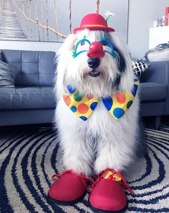 Rocco cuenta con más de