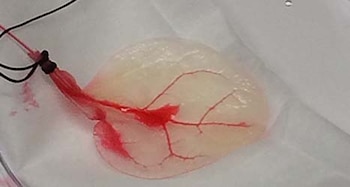 La estructura de la hoja,