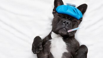 Los perros también sufren enfermedades