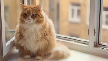 Un gato obeso puede sufrir