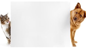 Las enfermedades que sufren las