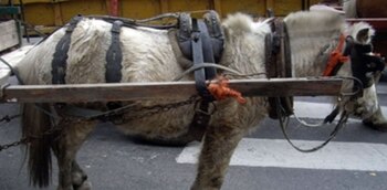 Proteccionistas piden por el fin