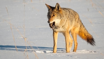 Se cree que los lobos