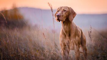 Los perros domésticos pueden ser