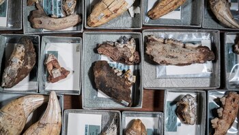 Fragmentos de mandíbulas y dientes