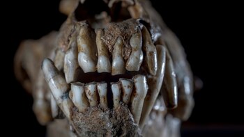 Un cráneo canino en el