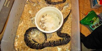 La mujer que residia en