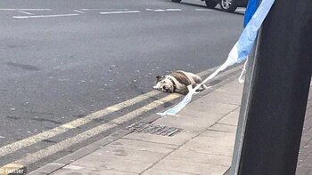 Uno de los perros asesinados