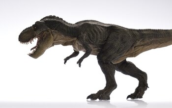 Sus órganos sensoriales son similares