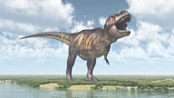 Su nariz ultra-sensible es la