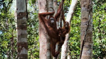 El orangután es una especie