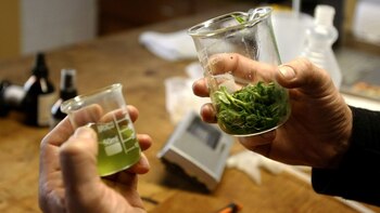 La decisión incluyó la hierba