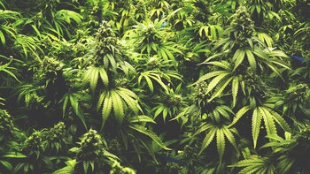 Aún la ciencia no ha