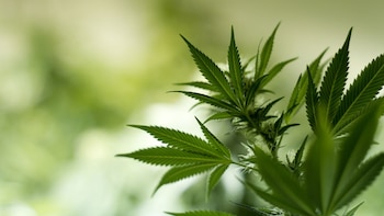 Según un informe de la UCA, 7 de cada 10 personas conocen a alguien que fuma marihuana (iStock)