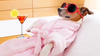 Las mascotas tienen cada vez