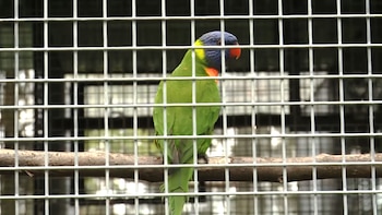 Había especies de diferentes partes