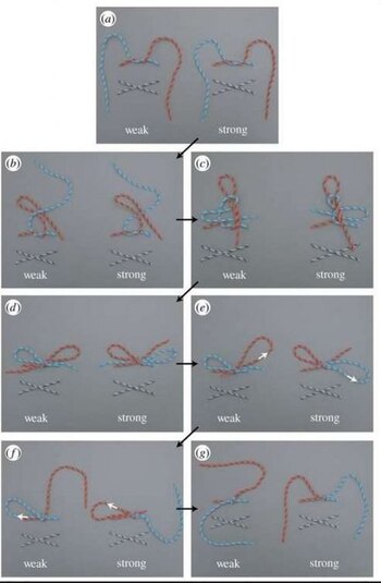 Los distintos tipos de nudo