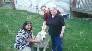 El perro encontrado tras la