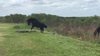 El caballo salvaje atacó dos