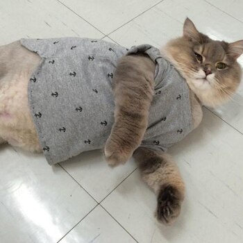 Actualmente cuenta con más de