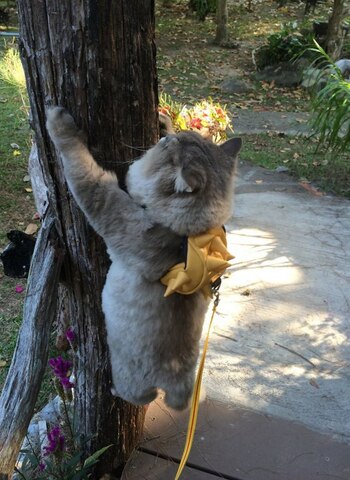 Le encantan los juegos en