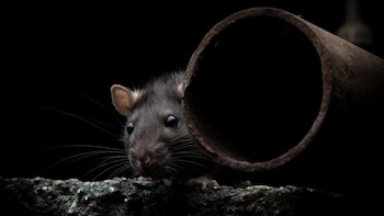 Las ratas son una plaga