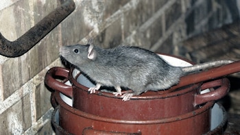 Trampas, veneno y hasta gases