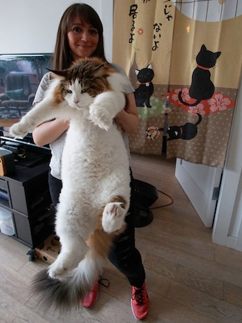 Cuánto pesa y mide el gato más gordo ... Cuánto pesa y mide el gato más gordo ...