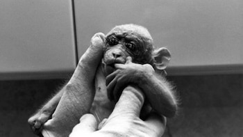 Recién rescatado. Apenas fue sacado