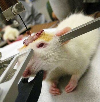 La investigación del cerebro es