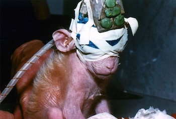 1985. Un grupo de activistas