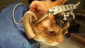 Los gatos también son utilizados