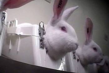 Test de Draize. La docilidad