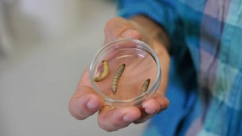 La oruga Galleria mellonella es