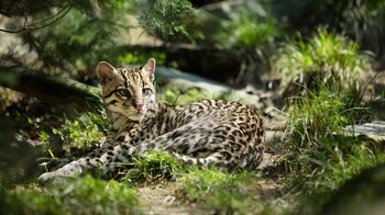 El año pasado miembros de