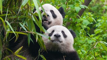 Actualmente, el índice global de