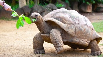 Científicos intentan buscar 25 especies