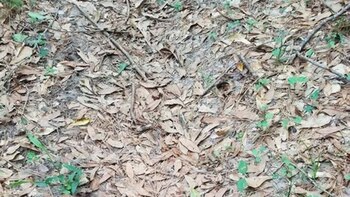 El desafío viral generó que miles de usuarios lo repliquen en Twitter (@SssnakeySci)