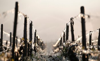 Viñedos cubiertos de agua (Reuters)