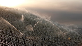 Los viñedos también son bañados