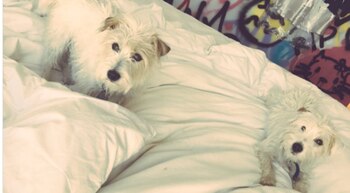 “Feliz día a estos seres,